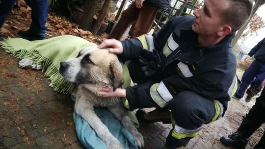 Nowodwór-Piaski: Strażacy uratowali owczarka