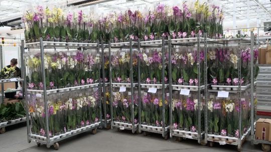 JMP Flowers