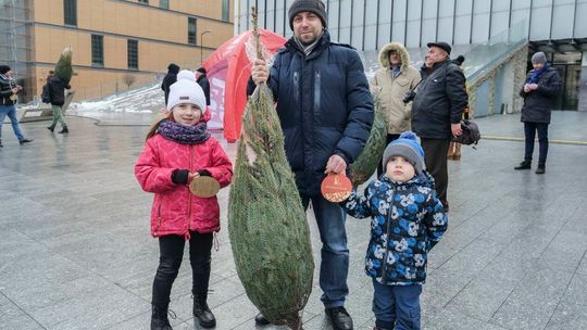 Choinki od marszałka
