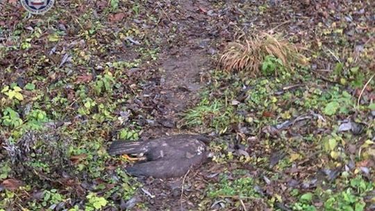 Drapieżne ptaki padły w Spiczynie