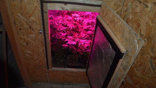 Narkotyki i nielegalna uprawa marihuany