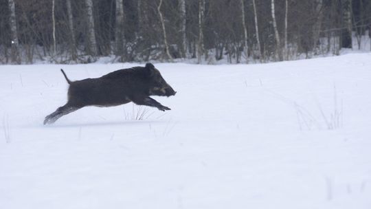 Dziki w Poleskim Parku Narodowym