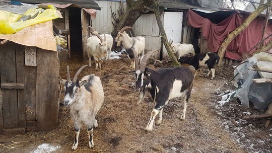 Interwencja na terenie gospodarstwa w Wólce Profeckiej