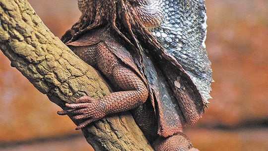 Nowe zwierzęta w zoo w Zamościu