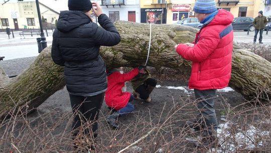 Klęczące Drzewo w Krasnymstawie