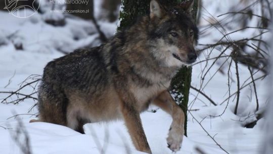Wilk Kosy z Roztoczańskiego Parku Narodowego