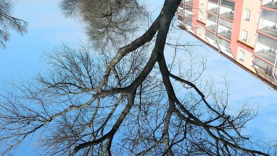 Przebudowa ul. Kalinowszczyzna. Wycinka drzew