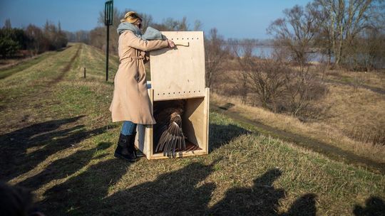 Samica bielika wypuszczona na wolność