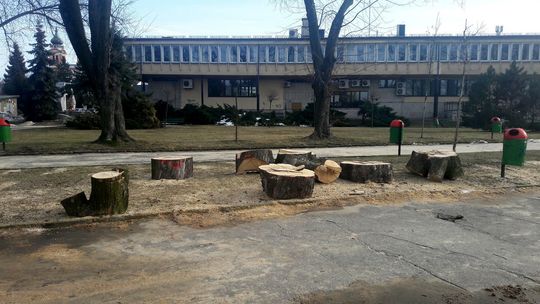 Wycinka drzew w Biłgoraju