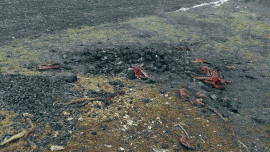 Kości zwierząt niedaleko myśliwskiej ambony