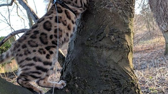 Światowy Dzień Kota 2019. Zdjęcia kotów czytelników