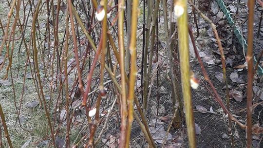 Pierwsze oznaki wiosny