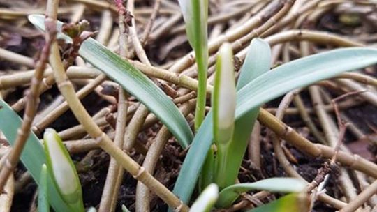 Pierwsze oznaki wiosny