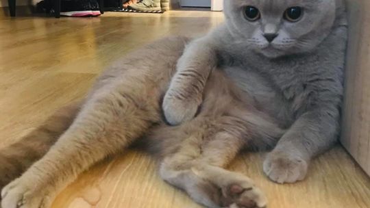 Światowy Dzień Kota 2019. Zdjęcia kotów czytelników. Część 2