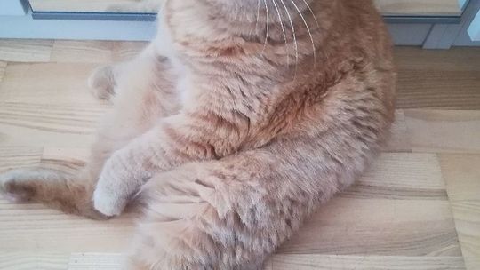 Światowy Dzień Kota 2019. Zdjęcia kotów czytelników. Część 3