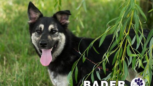 Zwierzaki do adopcji