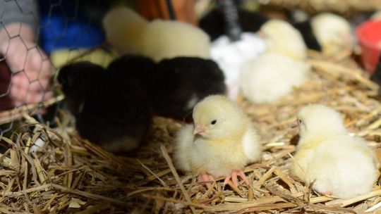 ZOOPARK 2019 w Targach Lublin. Będzie można zobaczyć te zwierzęta