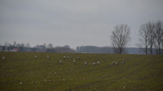 Żurawie w miejscowości Karczunek