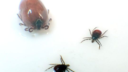 Borelioza bywa podstępna