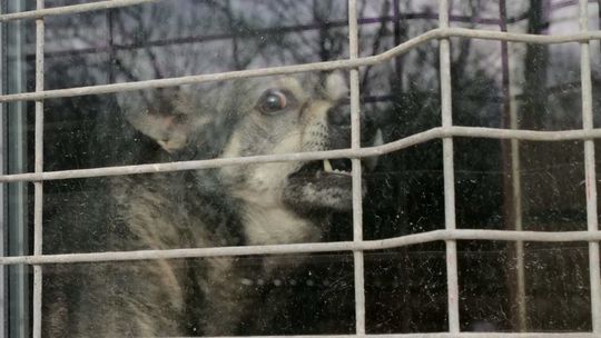 Schronisko w Krzesimowie Schronisko w Krzesimowie