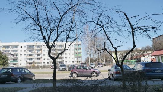 Przycinanie drzew przy ulicy Ułanów