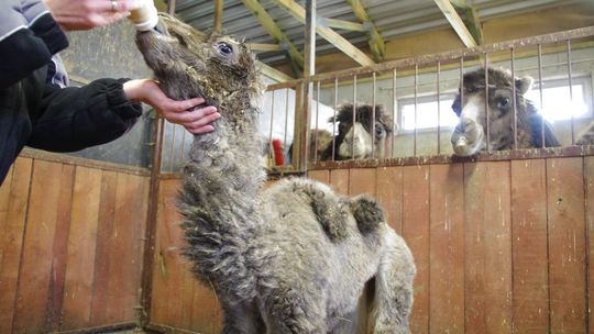 Nowi mieszkańcy ZOO w Zamościu