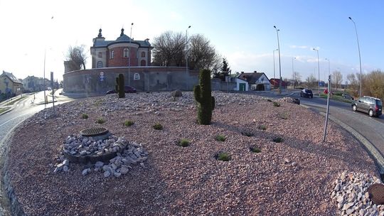 Kaktusy na rondzie w Piaskach