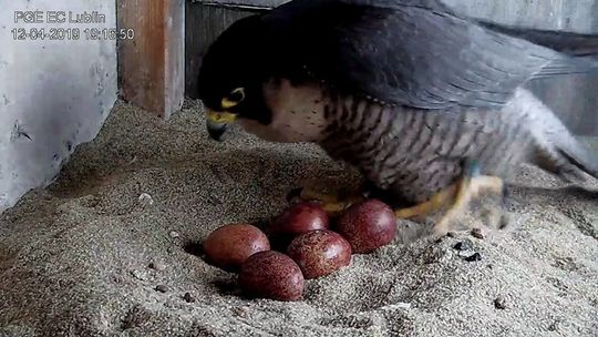 Gniazdo sokołów w Lublinie