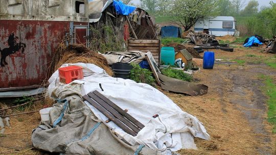 Krowy trzymał w prowizorycznych wiatach obitych dywanami i przyczepie [zdjęcia]