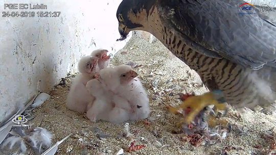 Gdzie lata sokół, nie latać tam sowie Gdzie lata sokół, nie latać tam sowie