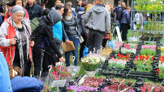 Kiermasz Roślin Ozdobnych w Końskowoli Kiermasz Roślin Ozdobnych w Końskowoli