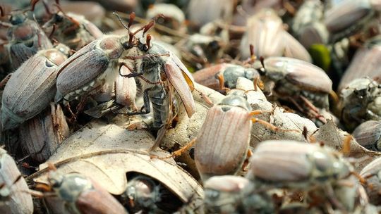 Inwazja chrabąszczy w Lasach Kozłowieckich