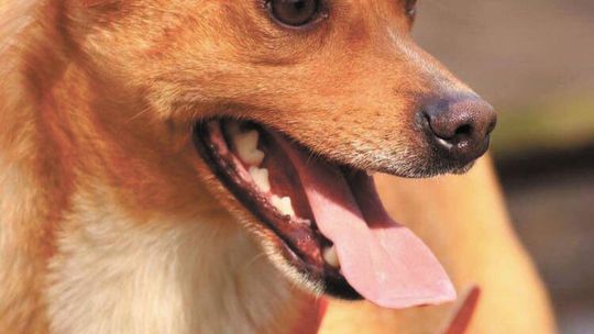 Nałęczów: Idź na piknik, wróć z psem