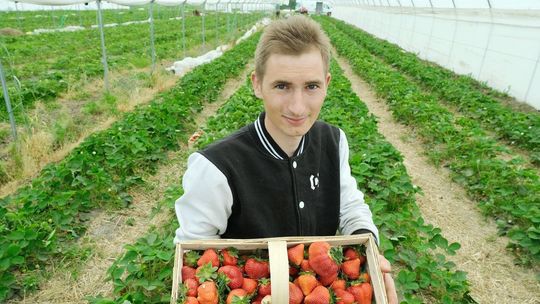 Plantacja truskawek w gminie Baranów
