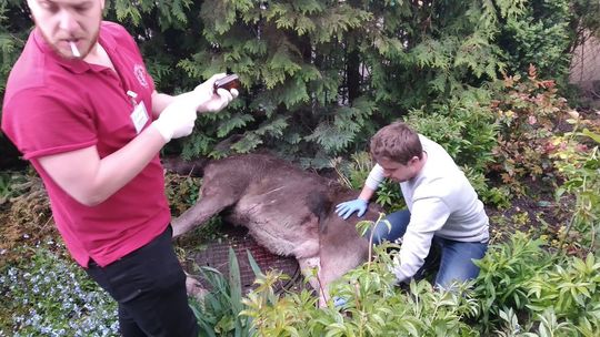 Łosie biegają po Lublinie Łosie biegają po Lublinie