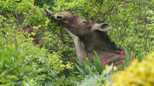 Obława na łosia Obława na łosia
