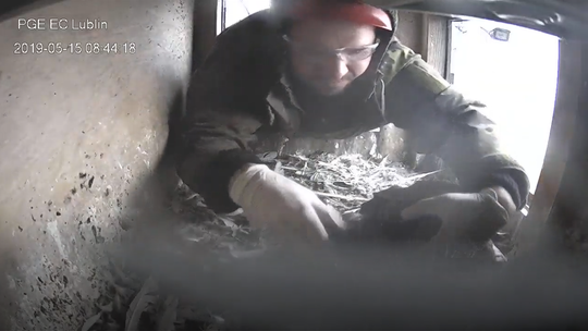 Obrączkowanie sokołów z komina elektrociepłowni w Lublinie