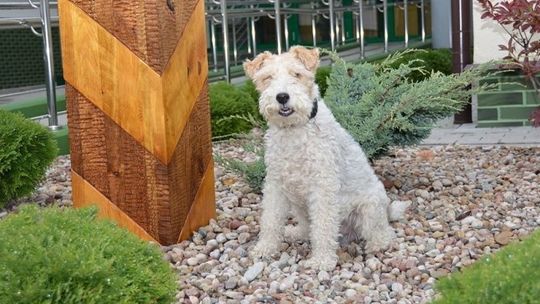 65 nosów na tropie narkotyków i broni