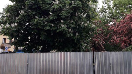 Plac Wolności w Parczewie tuż przed wycinką Plac Wolności w Parczewie tuż przed wycinką