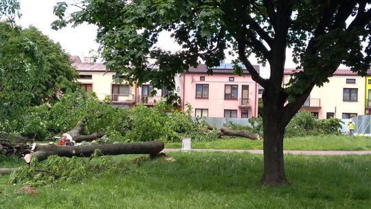 Wycinka drzew na placu Wolności w Parczewie Wycinka drzew na placu Wolności w Parczewie