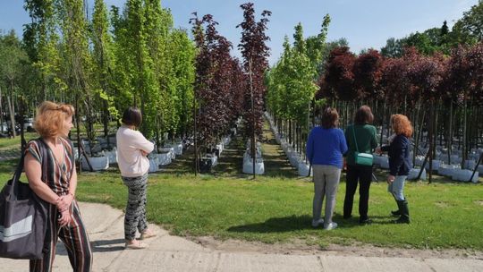Komsta Gospodarstwo Szkółkarskie