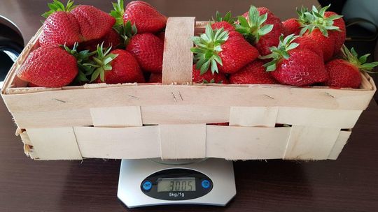 Wygrała wyścig na pierwszą łubiankę truskawek Wygrała wyścig na pierwszą łubiankę truskawek