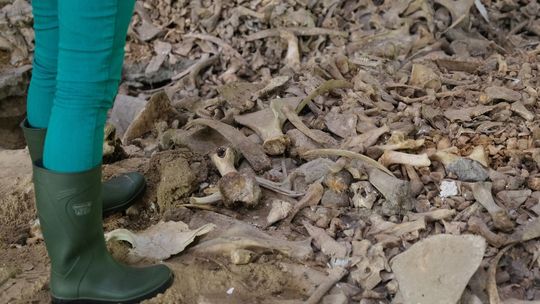 Znaleźli pryzmę kości w dawnych zakładach