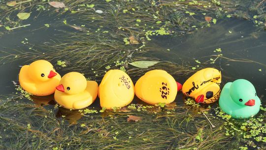 Lubelski Wyścig Kaczek 