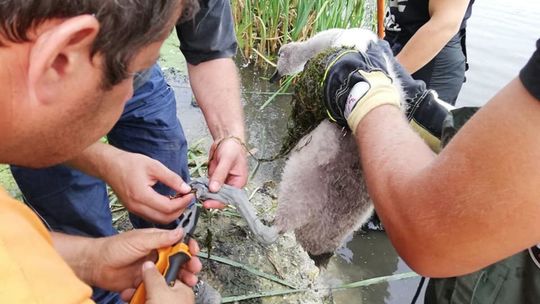 Strażacy z OSP z Radecznicy ratowali łabędzia