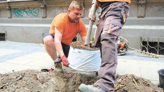 Sadzenie drzewa przy ul. Peowiaków w Lublinie