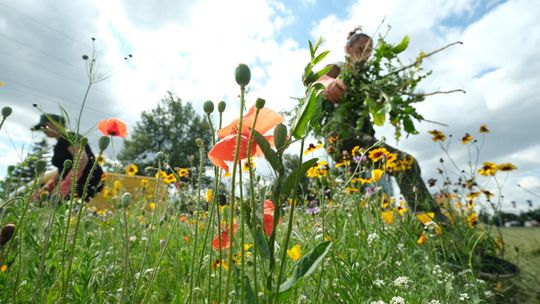 Łąka przy ul. Głebokiej: ogrodnicy przy pracy