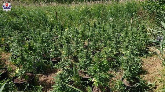 Plantacja konopi koło Terespola