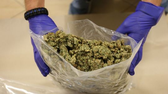 Policjanci zabezpieczyli 40 kg marihuany