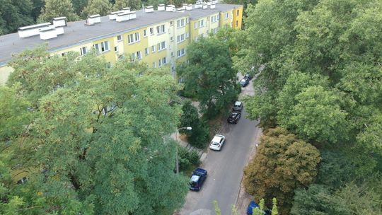 Drzewa do wycięcia przed blokiem przy Pana Tadeusza 10